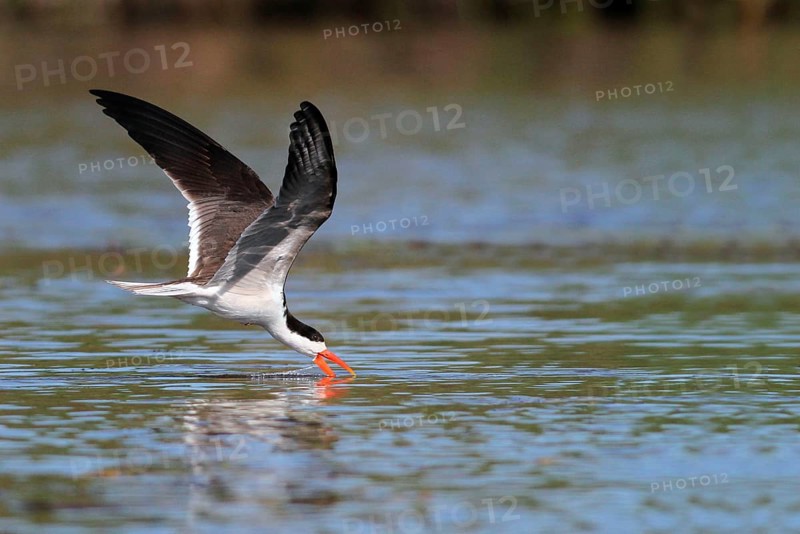 African african skimmer