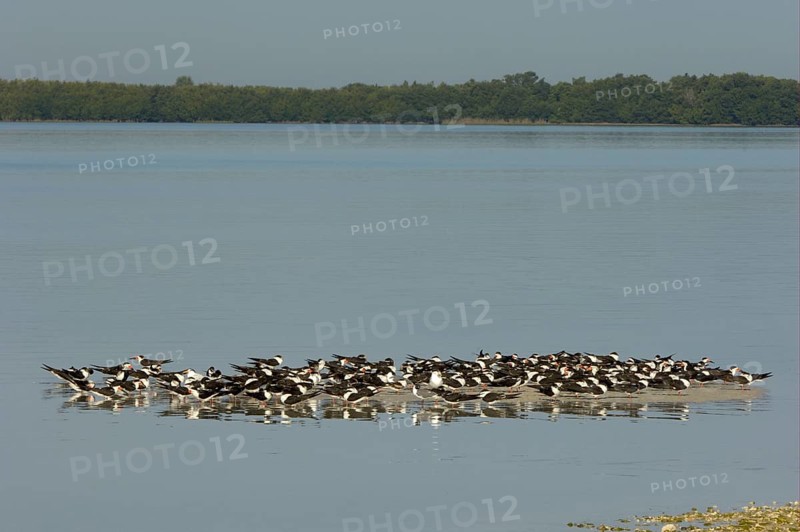 Black Skimmer