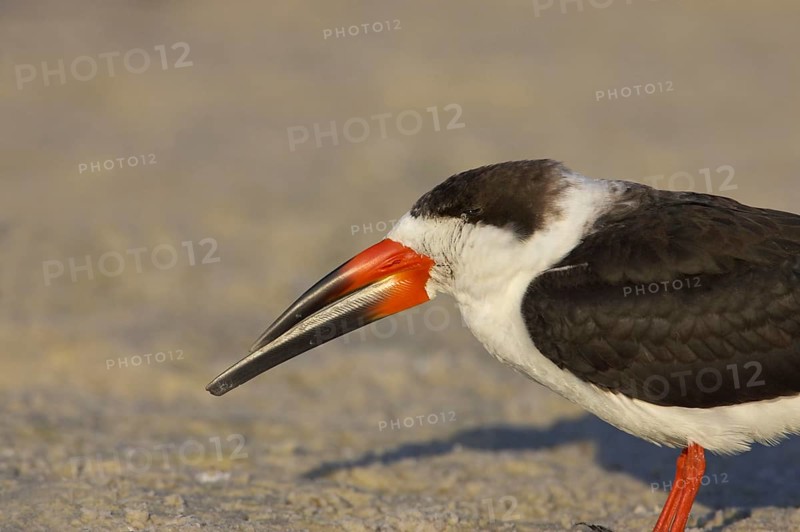 Black Skimmer