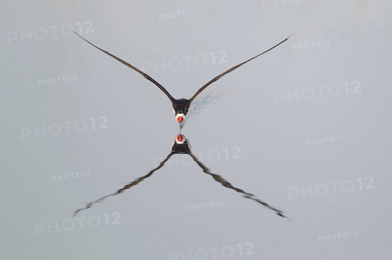 Black Skimmer