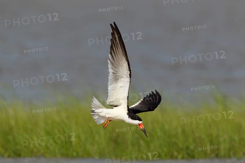 Black Skimmer