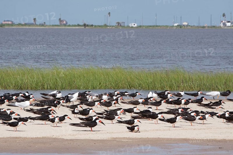 Black Skimmer
