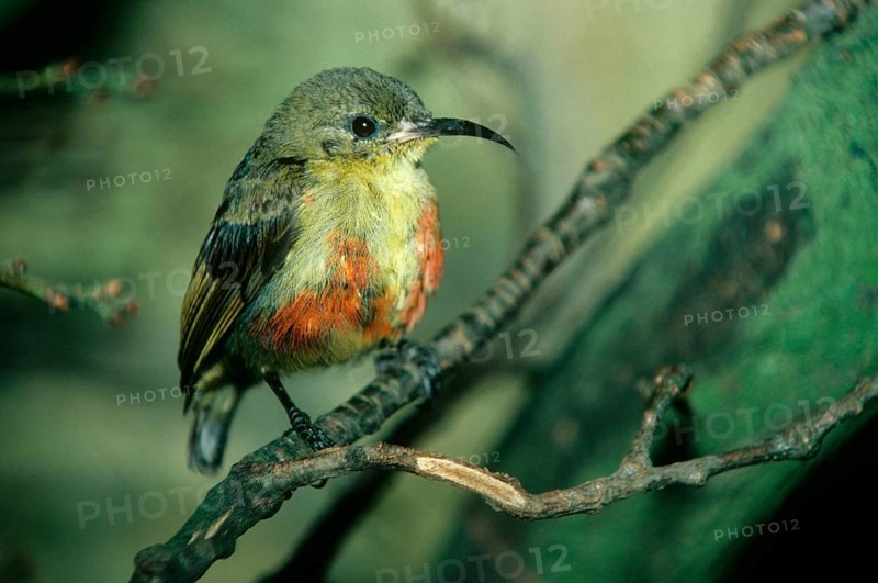 Lovebird