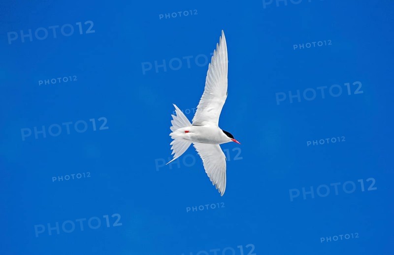Antipodes Tern