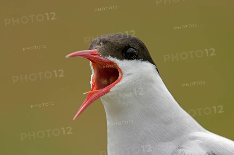 Arctic Tern
