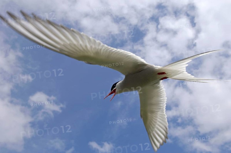 Arctic Tern
