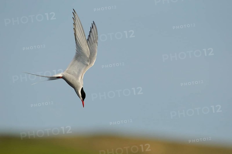 Arctic Tern