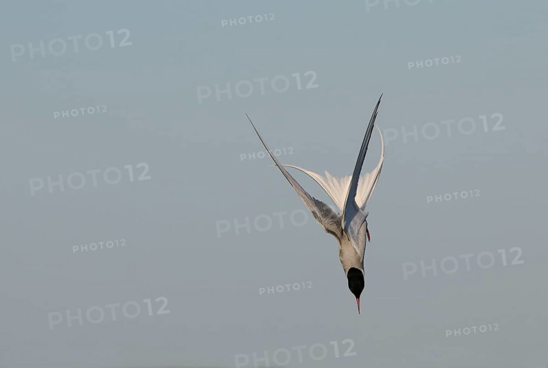 Arctic Tern