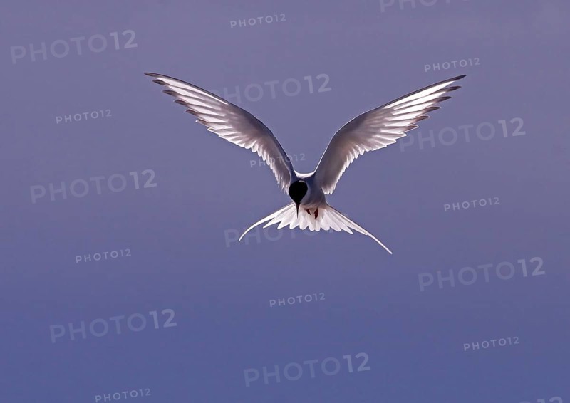 Arctic terns