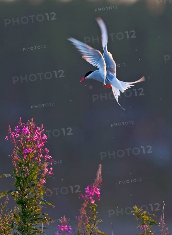 Arctic terns