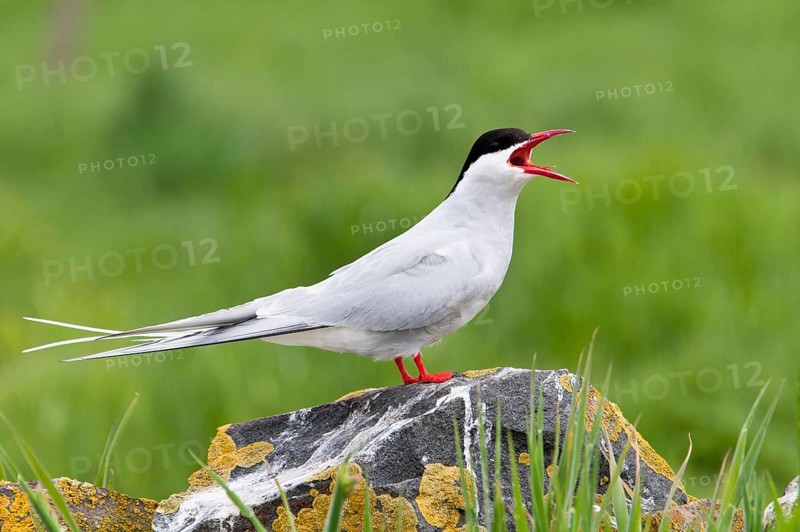Arctic terns