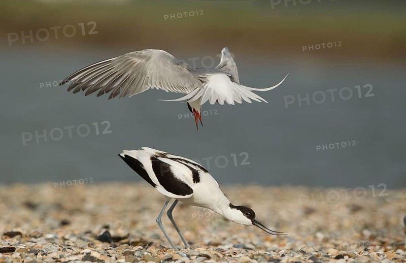 Arctic terns