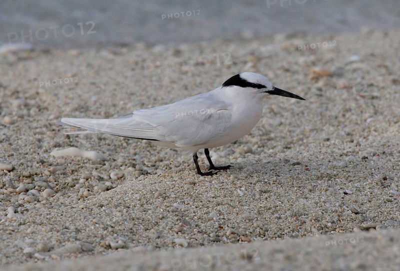 Black-naped Tern
