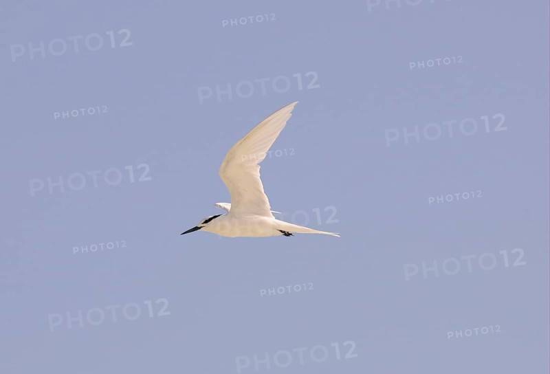 Black-naped Tern