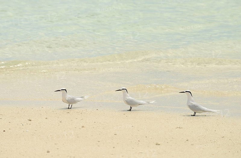 Black-naped Tern