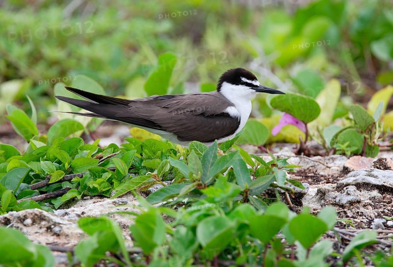 Bridled Tern