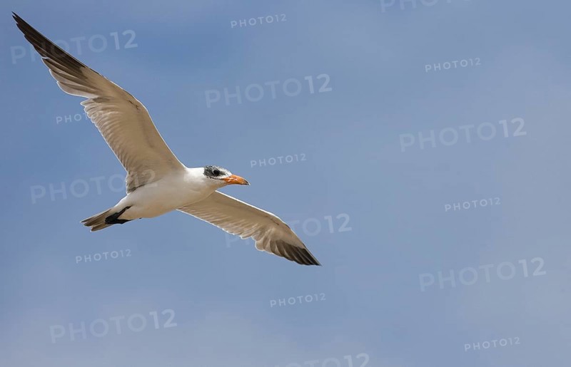Caspian terns