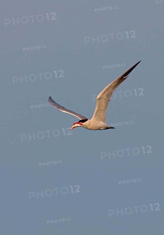 Caspian Tern