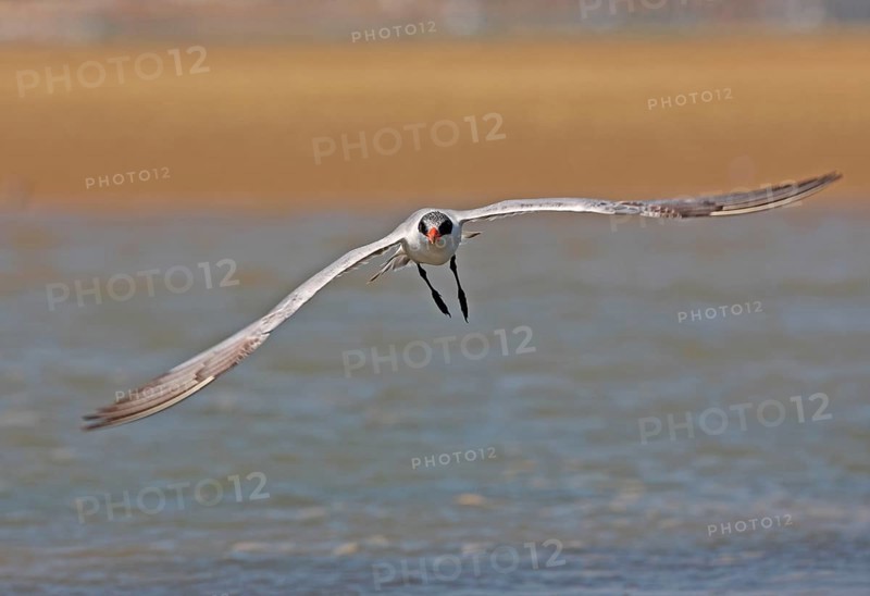 Caspian Tern