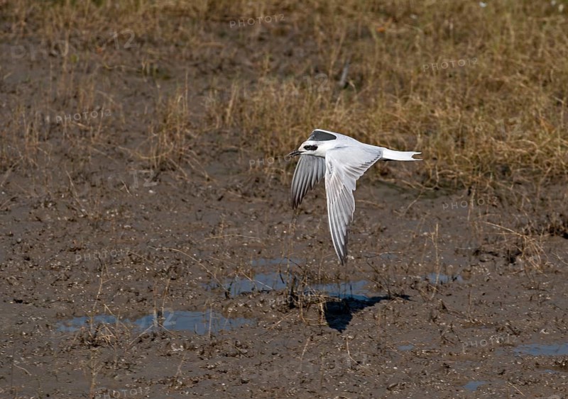 Adult gull tern