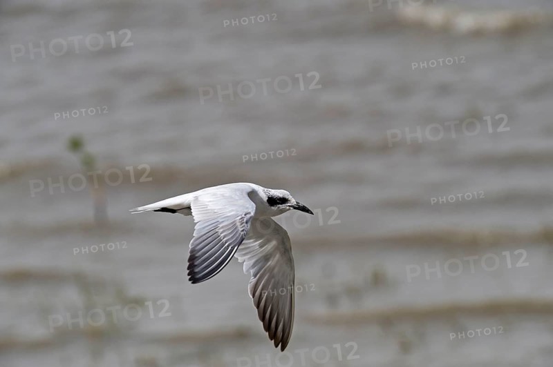 Adult gull tern