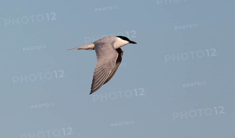 Adult Gull Tern