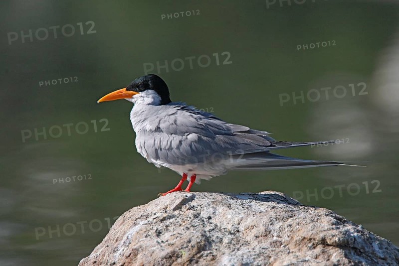 River Tern