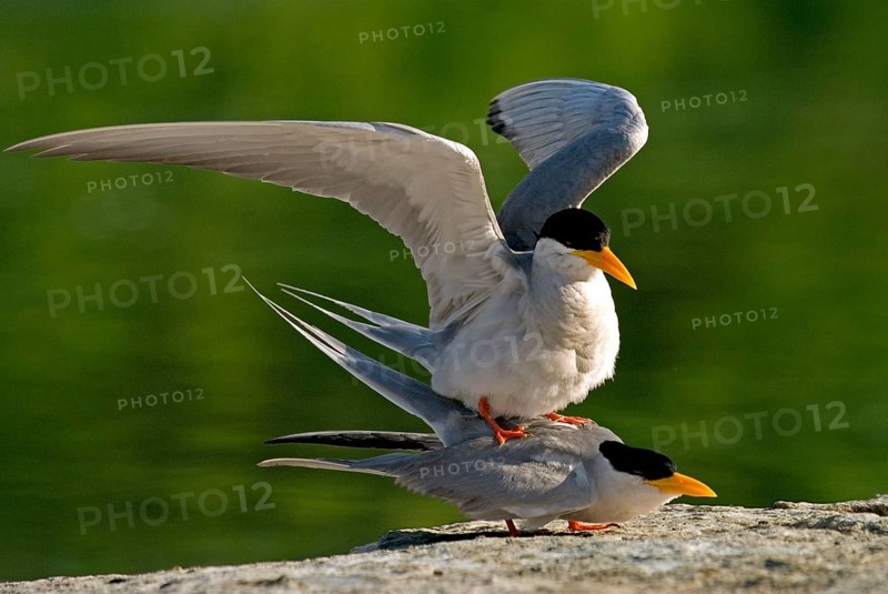 River tern