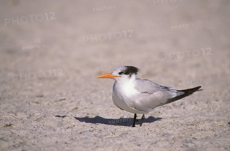 Royal Tern