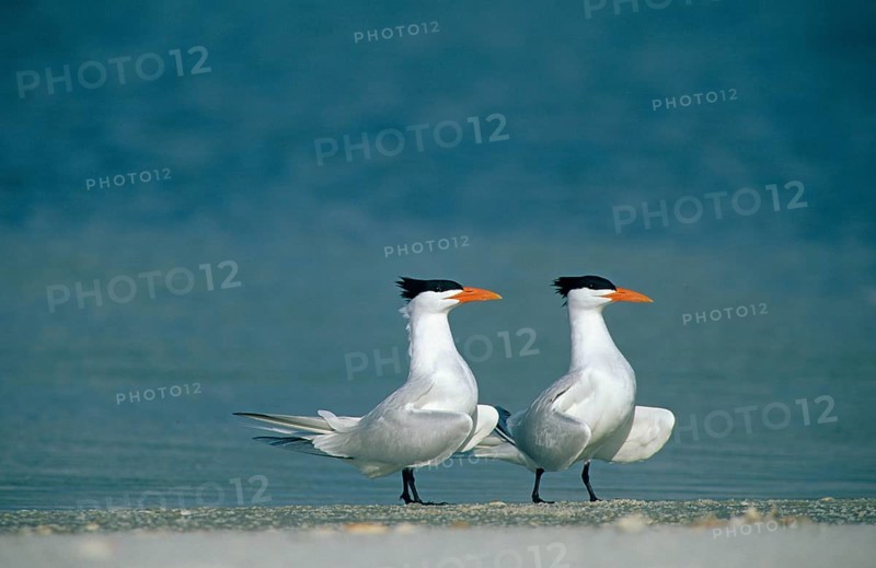 Royal Tern