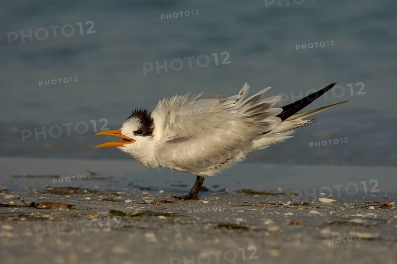 Royal Tern