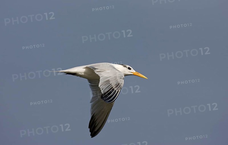 Royal Tern