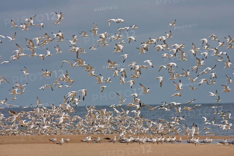 Royal Tern