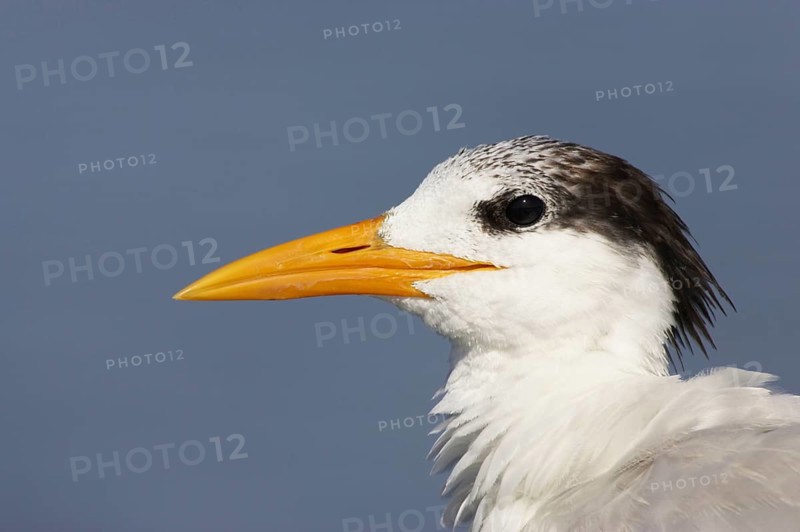 Royal Tern
