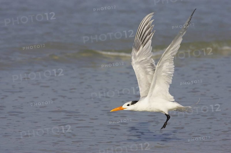 Royal Tern