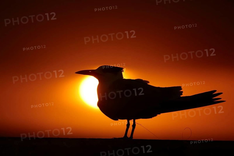 Royal Tern
