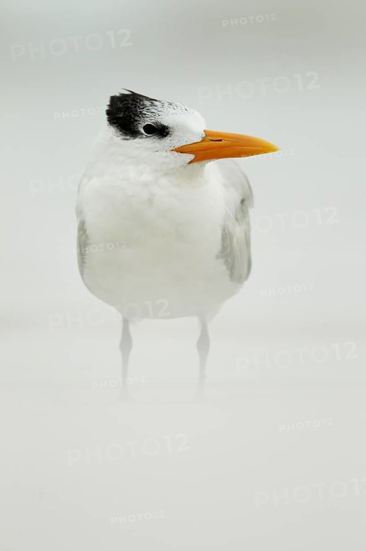 Royal Tern