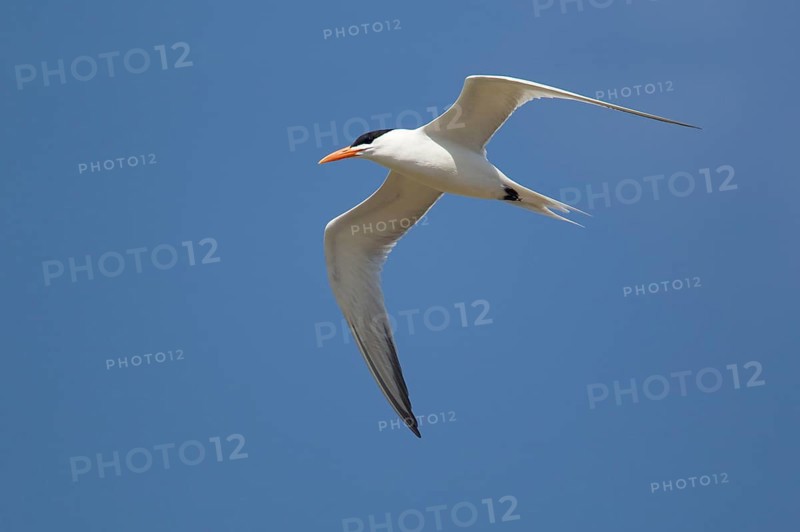 Royal Tern