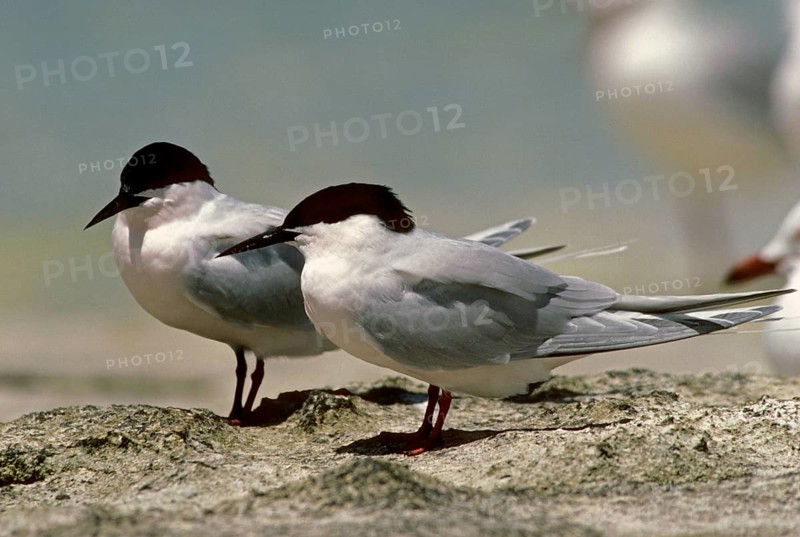 Roseate tern