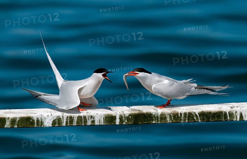 Roseate Tern