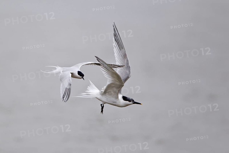 Sandwich tern