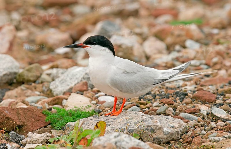 Roseate Tern