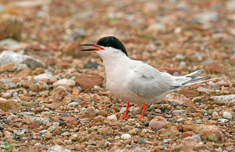 Roseate Tern