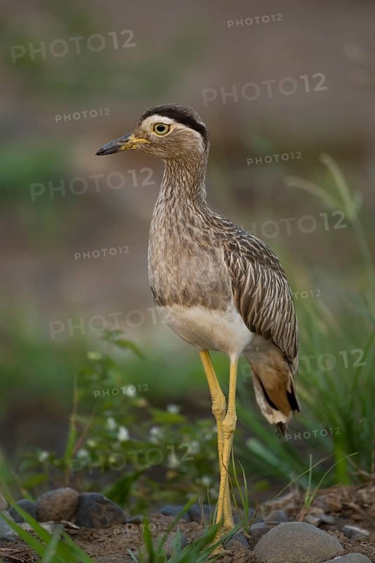 Double-striped thick-knee