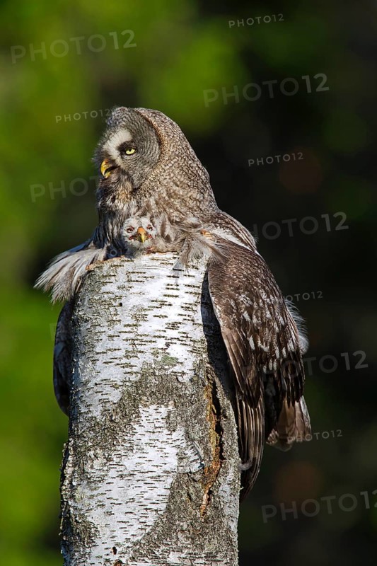 Great grey owl