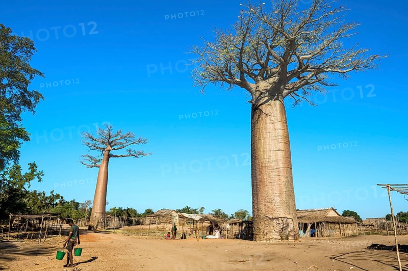 Baobab tree and traditional thatched houses