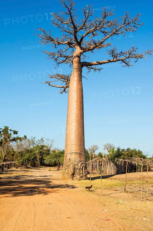 Baobab tree and traditional thatched houses