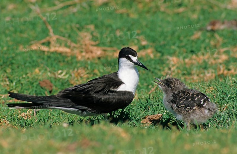 Sooty tern