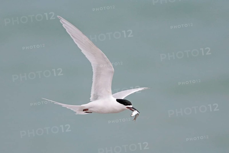 White-fronted Tern