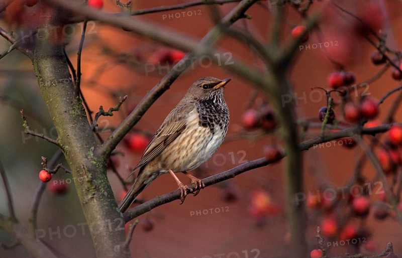 Red-throated thrush